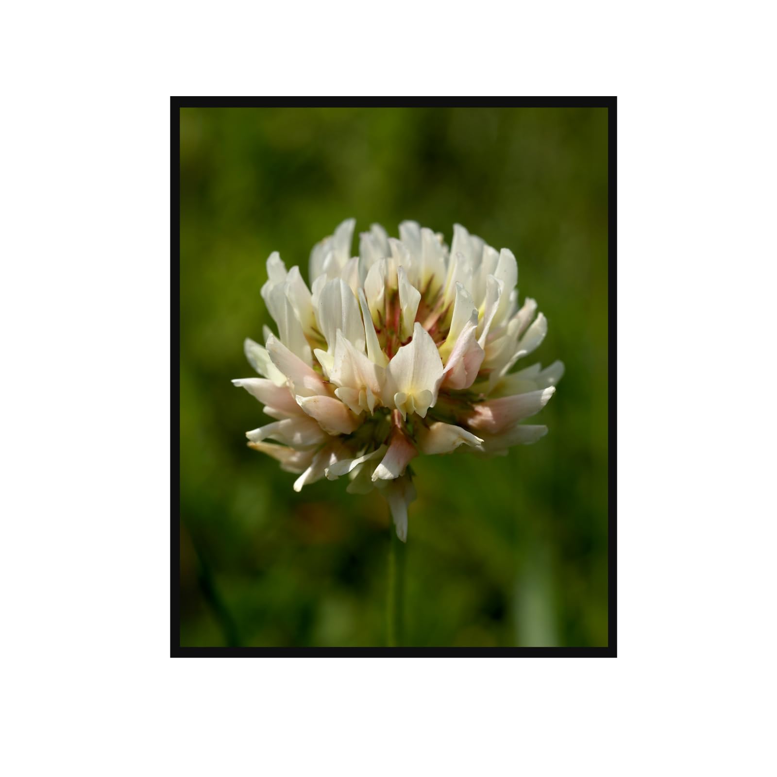 White Clover Botanical Poster – Nature Wall Art for Home Décor, Vintage Botanical Print, Plant Illustration Artwork for Living Room, Bedroom, Office