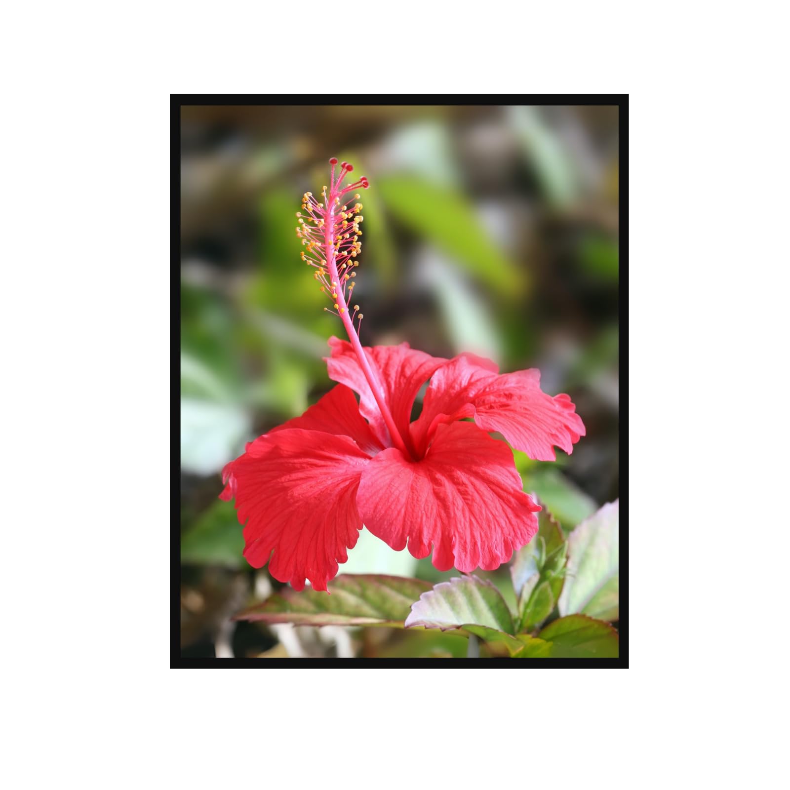 Hibiscus Rosa Poster – Botanical Wall Art for Home Decor, Floral Print Artwork for Living Room, Bedroom, Office, Modern Nature-Inspired Home Wall Art