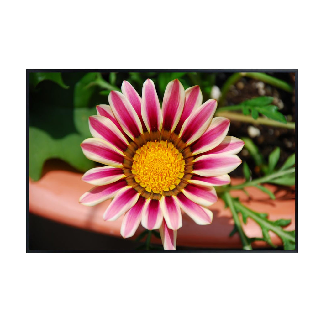 Pale White and Violet Tiger Gazania Flower Wall Art Poster – Botanical Floral Print for Home Decor, Living Room, Bedroom, Office – Aesthetic Nature Artwork