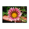 Pale White and Violet Tiger Gazania Flower Wall Art Poster – Botanical Floral Print for Home Decor, Living Room, Bedroom, Office – Aesthetic Nature Artwork