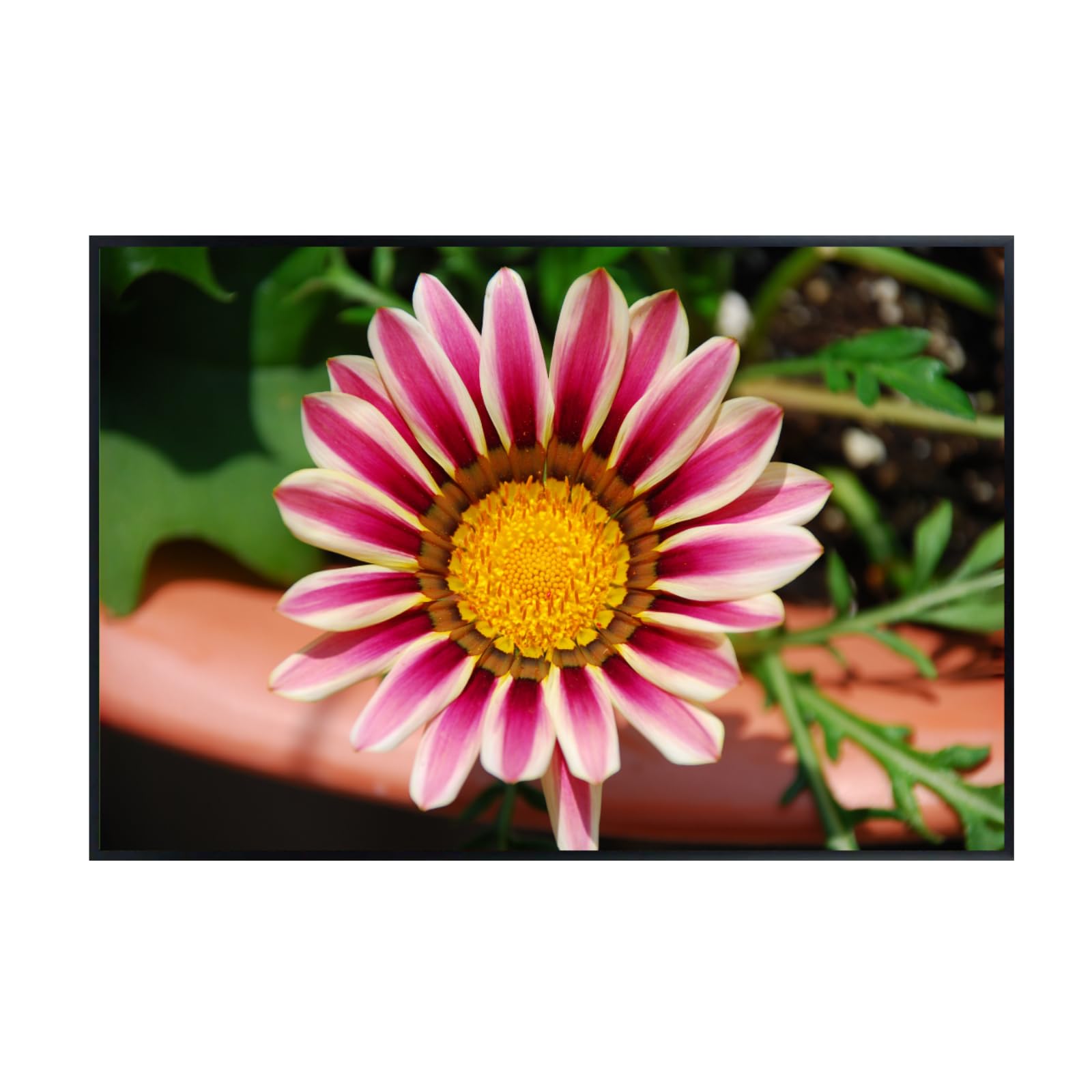 Pale White and Violet Tiger Gazania Flower Wall Art Poster – Botanical Floral Print for Home Decor, Living Room, Bedroom, Office – Aesthetic Nature Artwork
