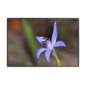 Blue Fairy Orchid Wall Art Poster – Home Décor Botanical Print for Living Room, Bedroom, Office Wall Decor