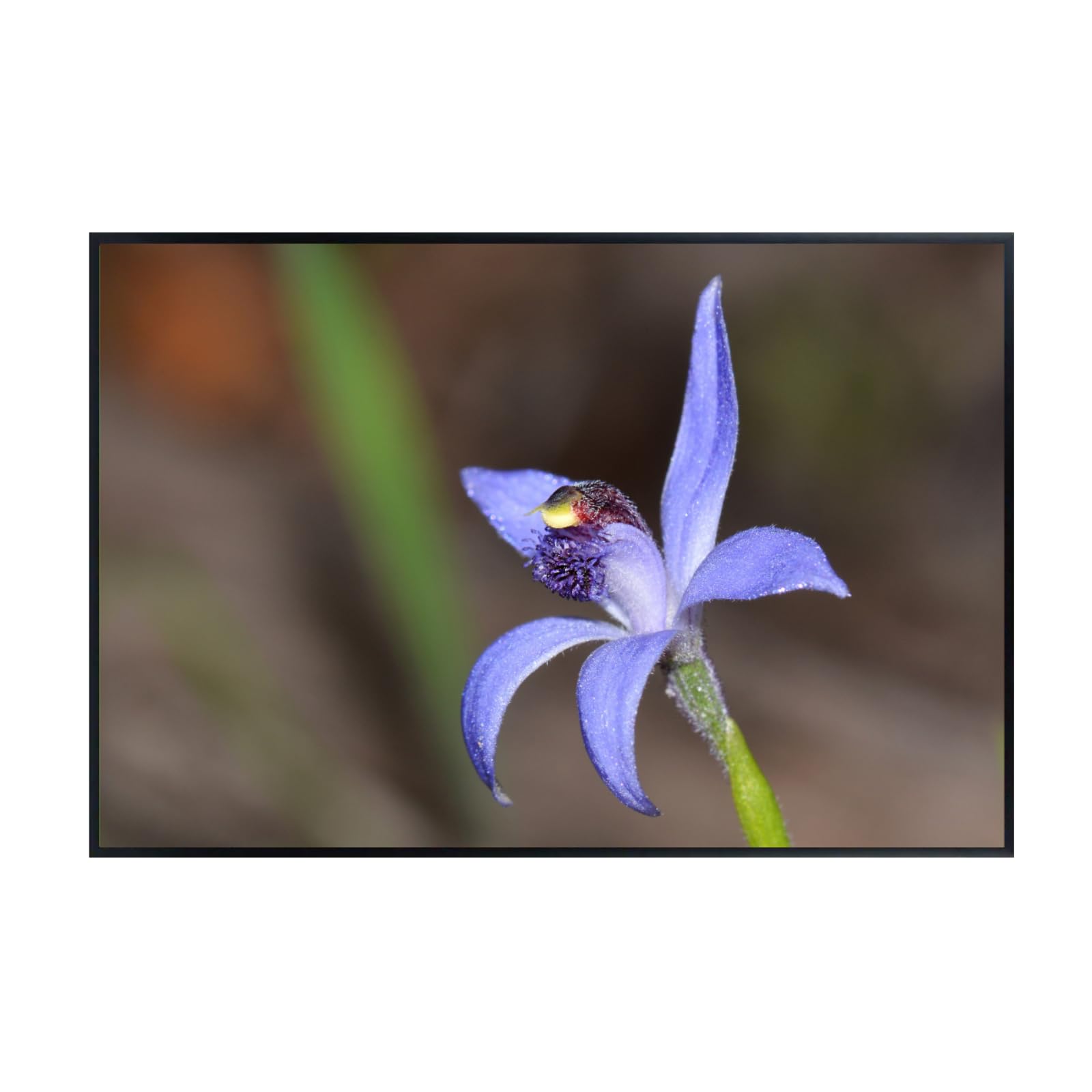 Blue Fairy Orchid Wall Art Poster – Home Décor Botanical Print for Living Room, Bedroom, Office Wall Decor