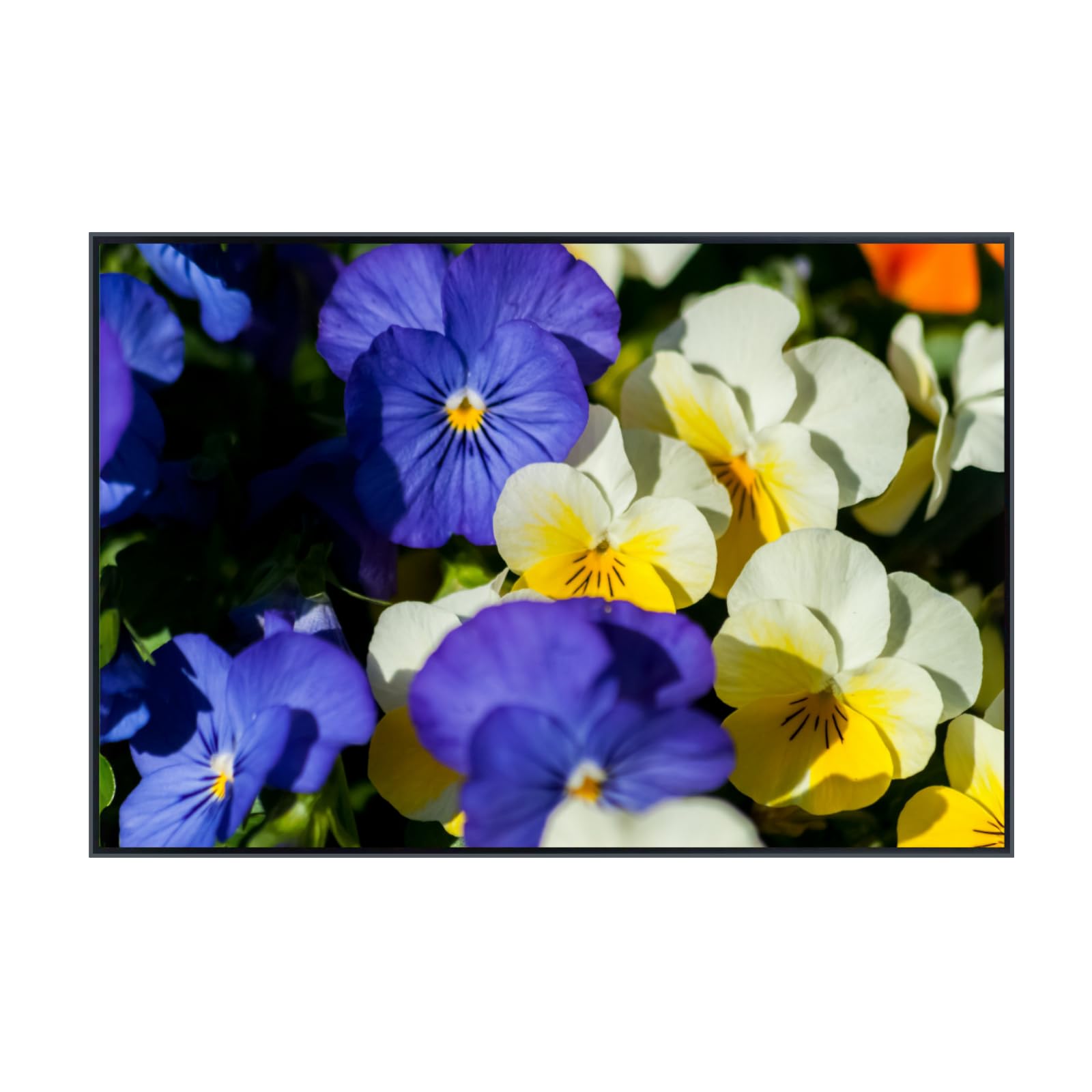 Pansy Flower Wall Art Poster – Botanical Floral Print, Vibrant Nature-Inspired Home Decor for Living Room, Bedroom, or Office