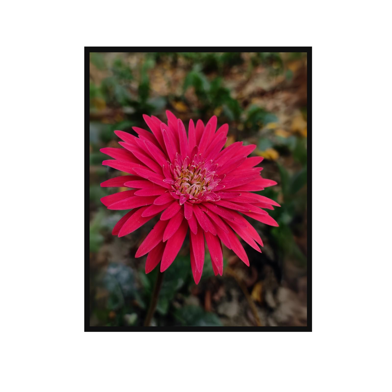 Barberton Daisy Wall Art Poster for Home Decor | Botanical Flower Print for Living Room, Bedroom, Office & Gallery Walls | Vintage Style Floral Artwork