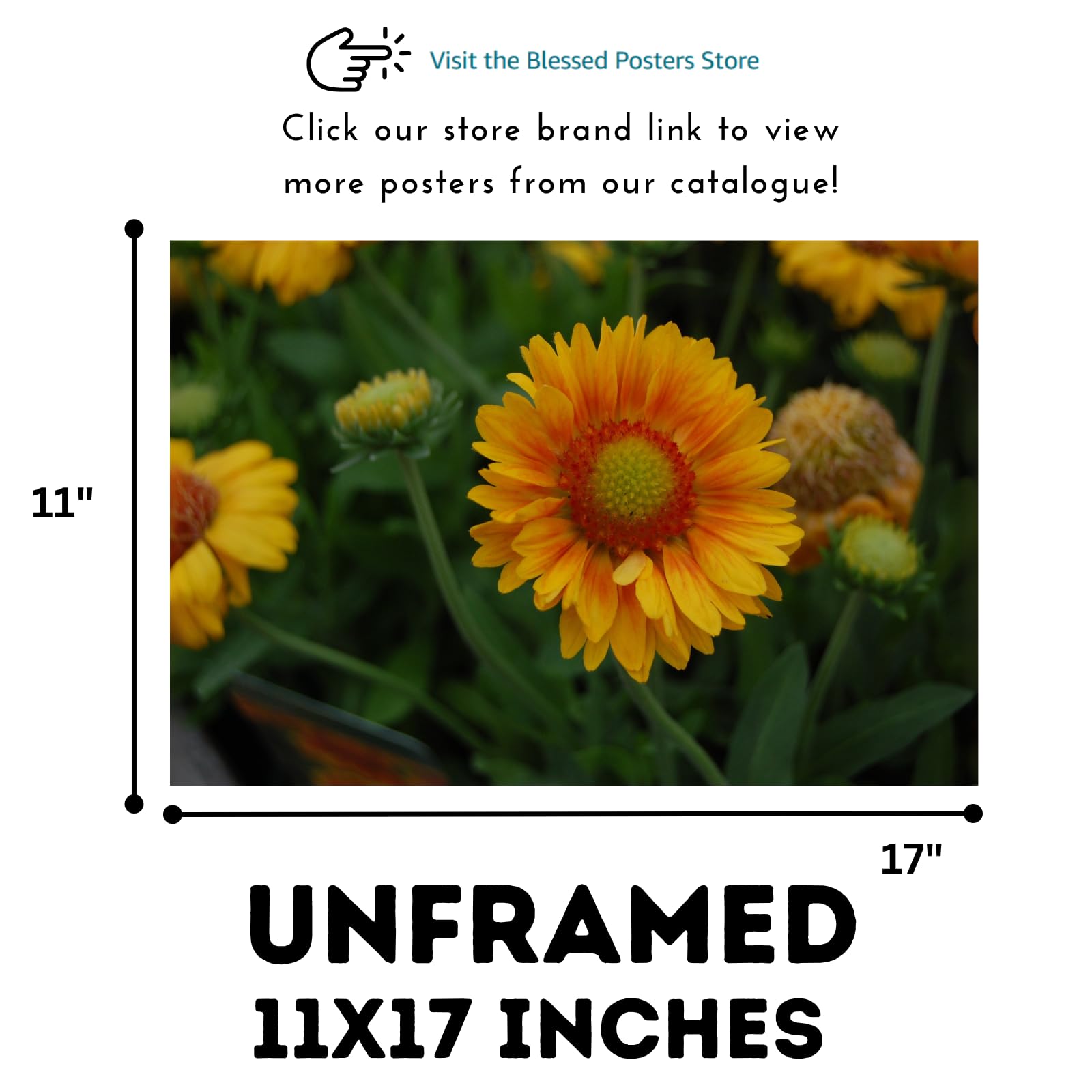Gaillardia ‘Gallo Peach’ Wall Art Poster – Botanical Flower Print, Vibrant Floral Home Decor for Living Room, Bedroom, or Office
