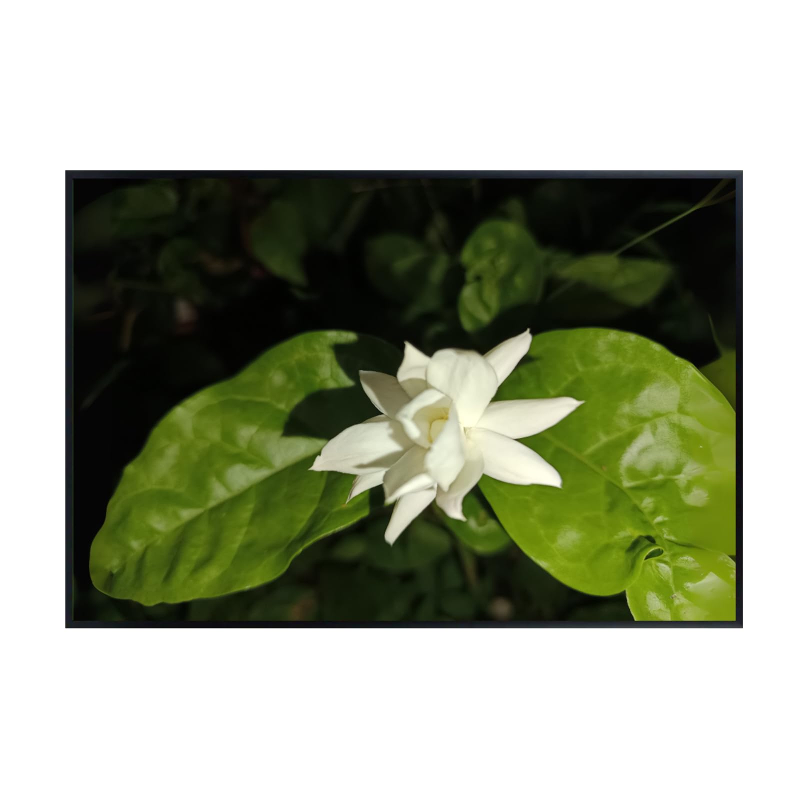 Jasminum Sambac Wall Art Poster – Floral Botanical Print, Elegant Home Decor for Living Room, Bedroom, Office, or Nursery