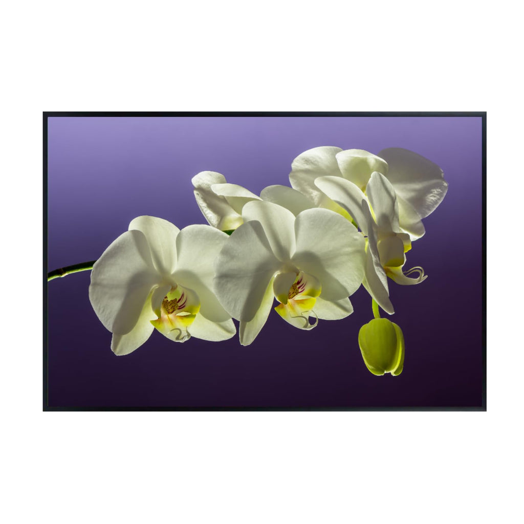 Elegant Phalaenopsis Orchid Wall Art Poster – Home Decor Botanical Print for Living Room, Bedroom, Office Wall Decor