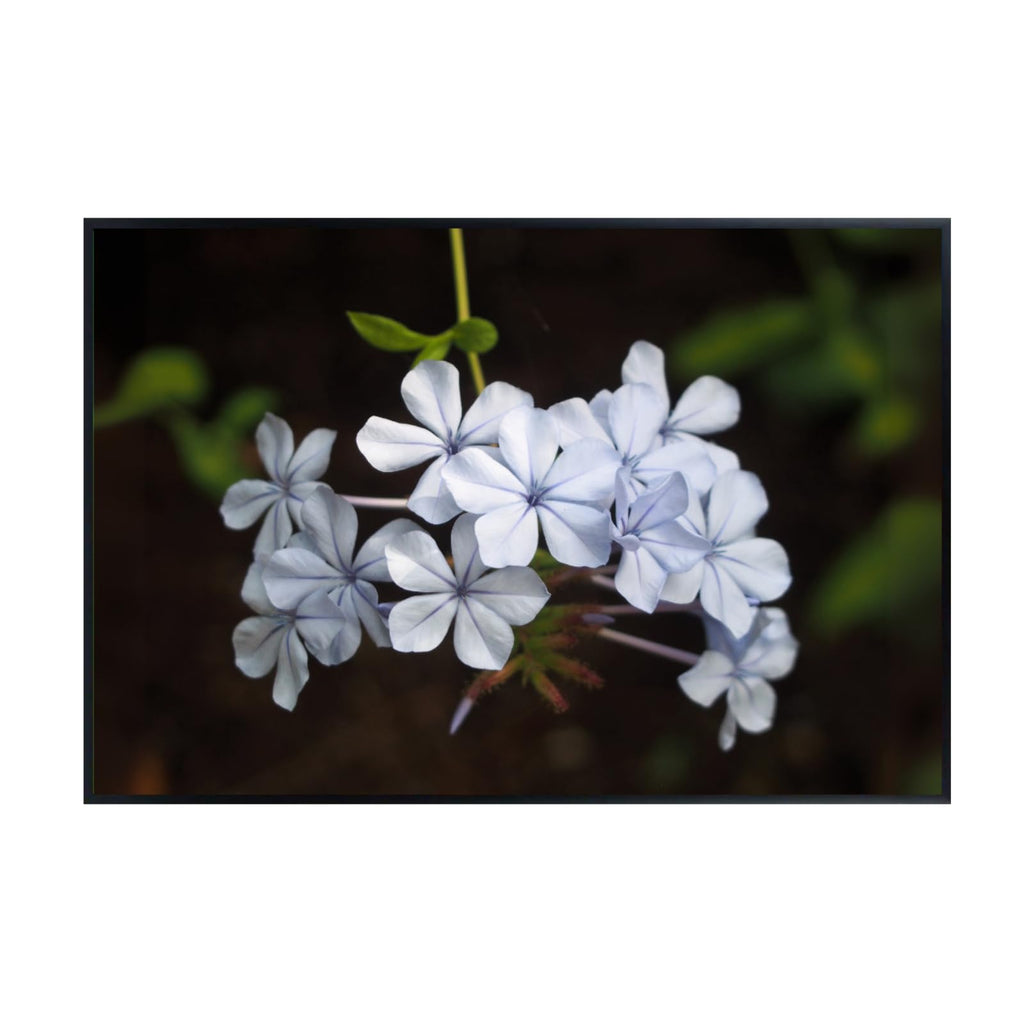 Blue Plumbago Botanical Wall Art Poster – Elegant Floral Home Decor for Living Room, Bedroom, or Office – Nature Flower Print for Modern & Classic Interiors