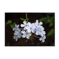 Blue Plumbago Botanical Wall Art Poster – Elegant Floral Home Decor for Living Room, Bedroom, or Office – Nature Flower Print for Modern & Classic Interiors