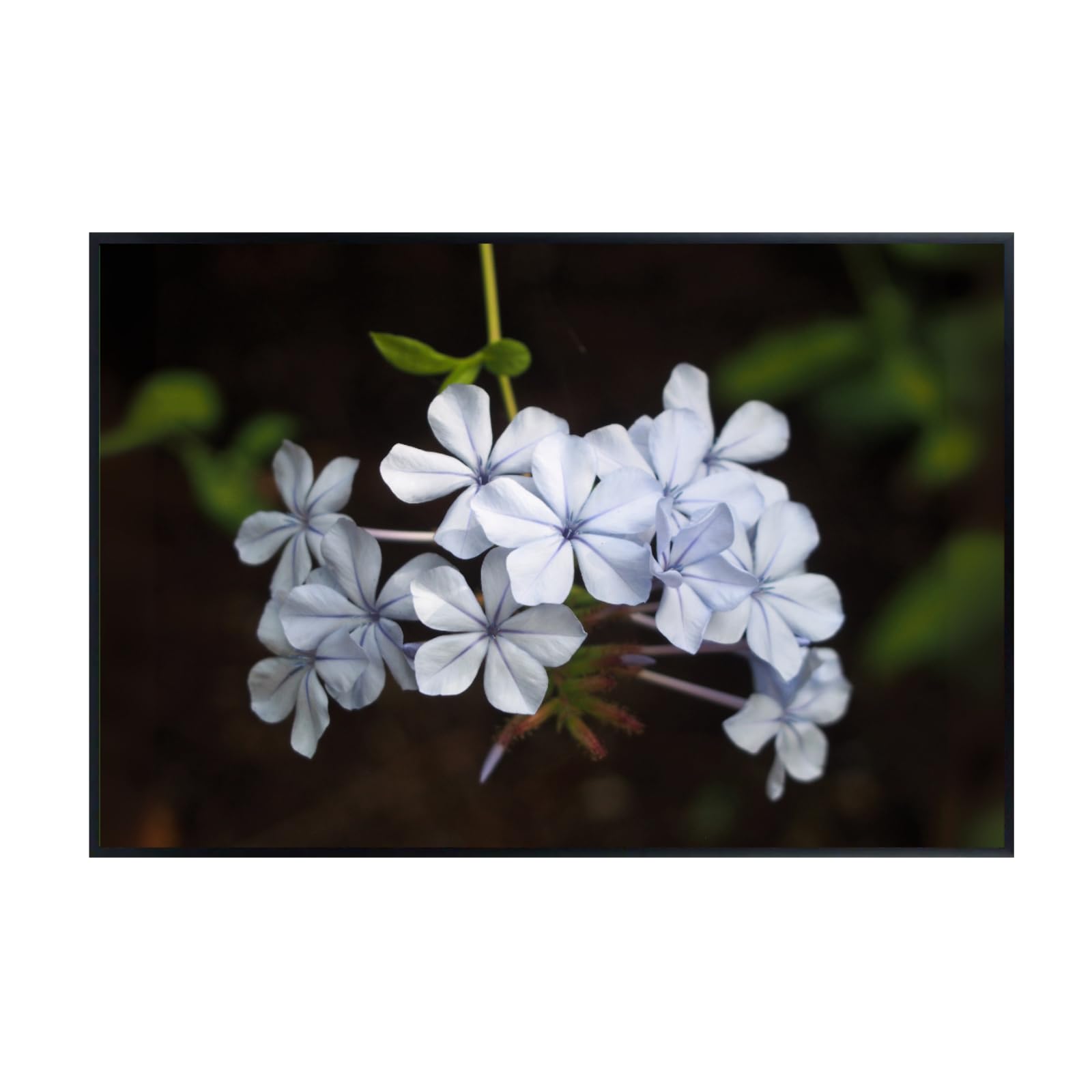 Blue Plumbago Botanical Wall Art Poster – Elegant Floral Home Decor for Living Room, Bedroom, or Office – Nature Flower Print for Modern & Classic Interiors