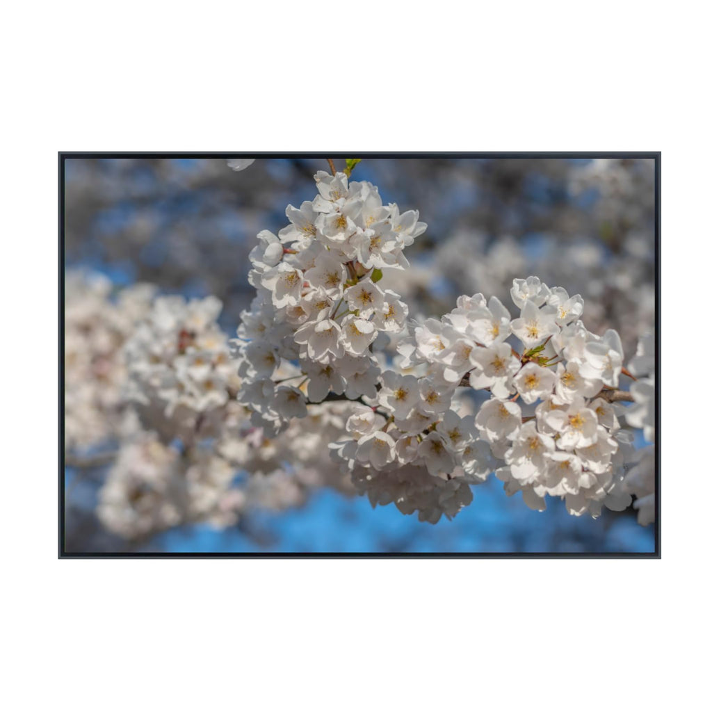 Prunus Serrulata Wall Art Poster – Cherry Blossom Botanical Print, Elegant Floral Home Decor for Living Room, Bedroom, or Office