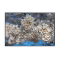 Prunus Serrulata Wall Art Poster – Cherry Blossom Botanical Print, Elegant Floral Home Decor for Living Room, Bedroom, or Office