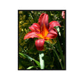 Hemerocallis Flower Poster – Botanical Wall Art for Home Decor, Nature Print for Living Room, Bedroom, Office, Botanical Illustration Art