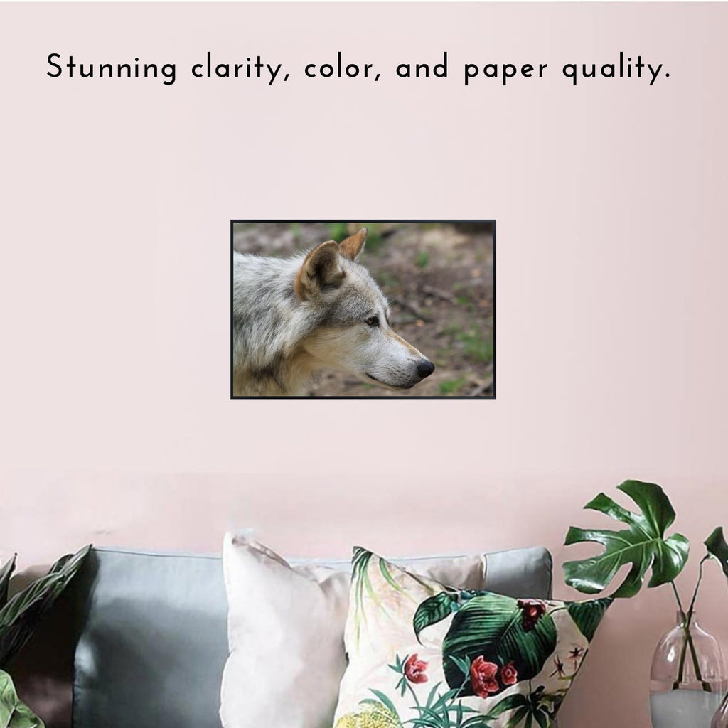 Canis Wolf Poster – Nature Wildlife Wall Art Print for Bedroom, Living Room, Office, Study, or Home Décor