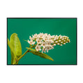 Lysimachia Clethroides Poster – Botanical Wall Art Print for Home Decor, Living Room, Bedroom, or Office – Elegant Floral Nature Artwork