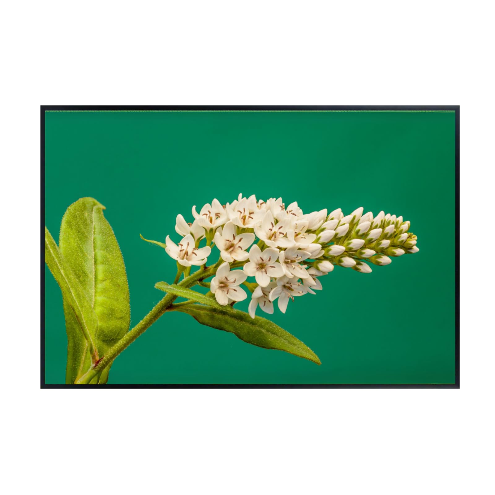 Lysimachia Clethroides Poster – Botanical Wall Art Print for Home Decor, Living Room, Bedroom, or Office – Elegant Floral Nature Artwork