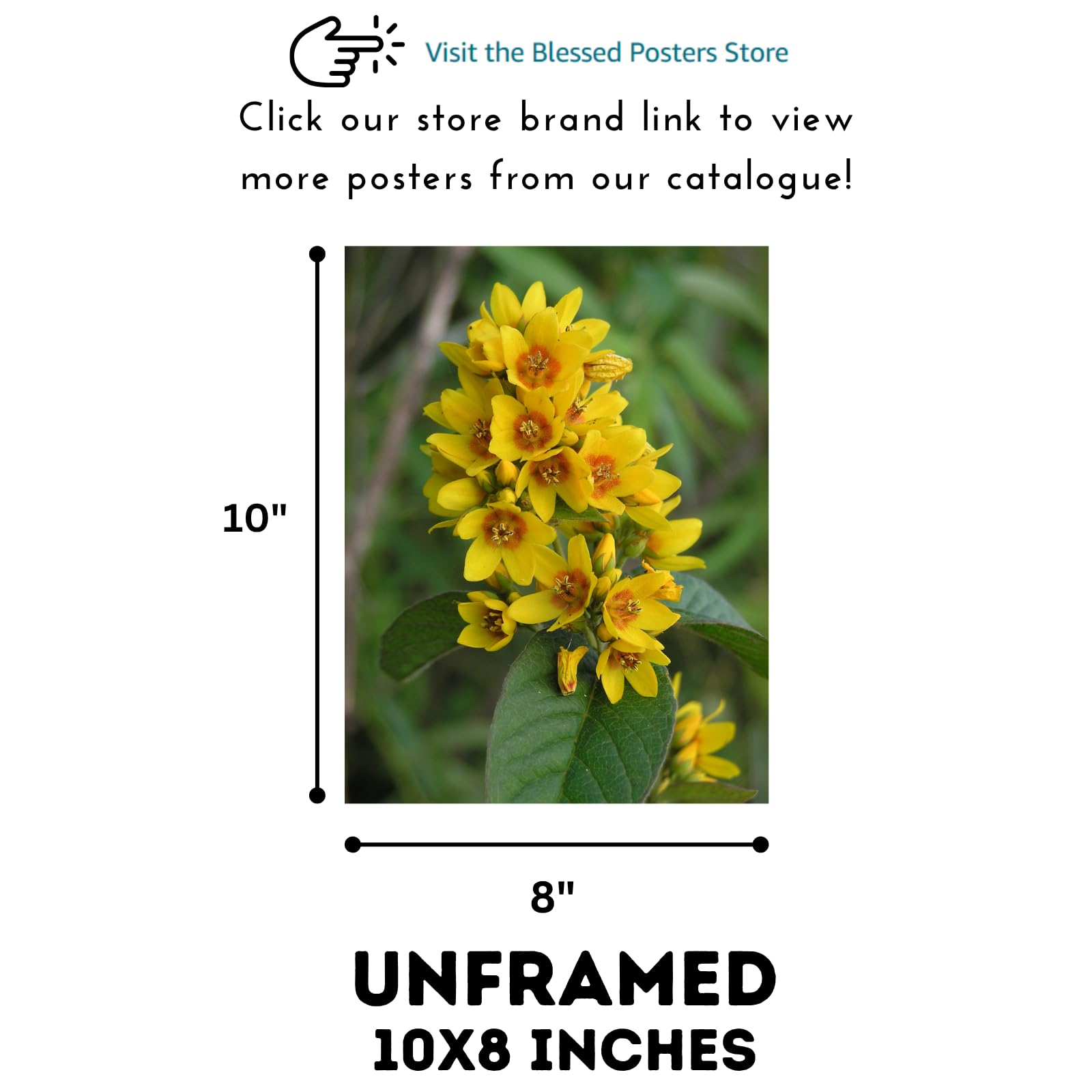Lysimachia Vulgaris Botanical Poster – Garden Loosestrife Flower Wall Art for Home Decor, Nature Illustration Art Print