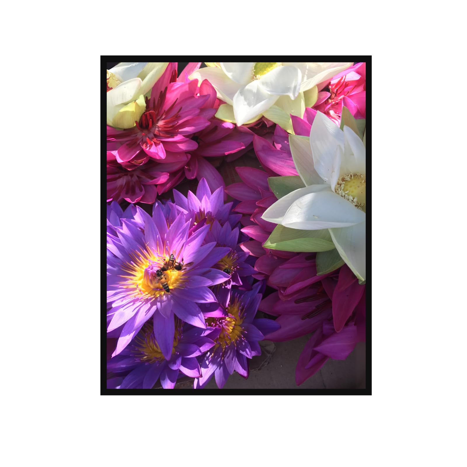 Dahlia Flower Wall Art Poster – Botanical Floral Artwork for Home Decor, Living Room, Bedroom, Office, Aesthetic Vintage Nature Print