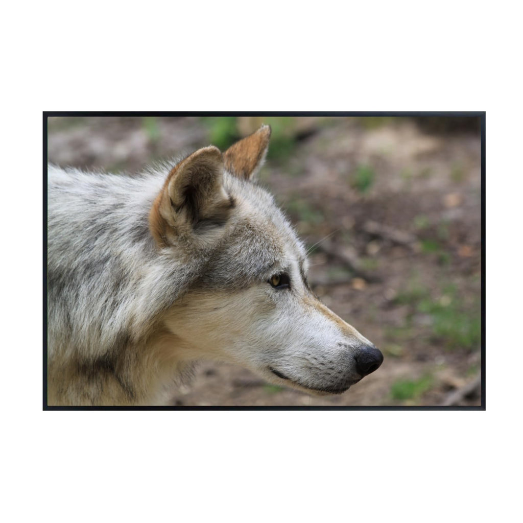Canis Wolf Poster – Nature Wildlife Wall Art Print for Bedroom, Living Room, Office, Study, or Home Décor