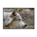 Canis Wolf Poster – Nature Wildlife Wall Art Print for Bedroom, Living Room, Office, Study, or Home Décor