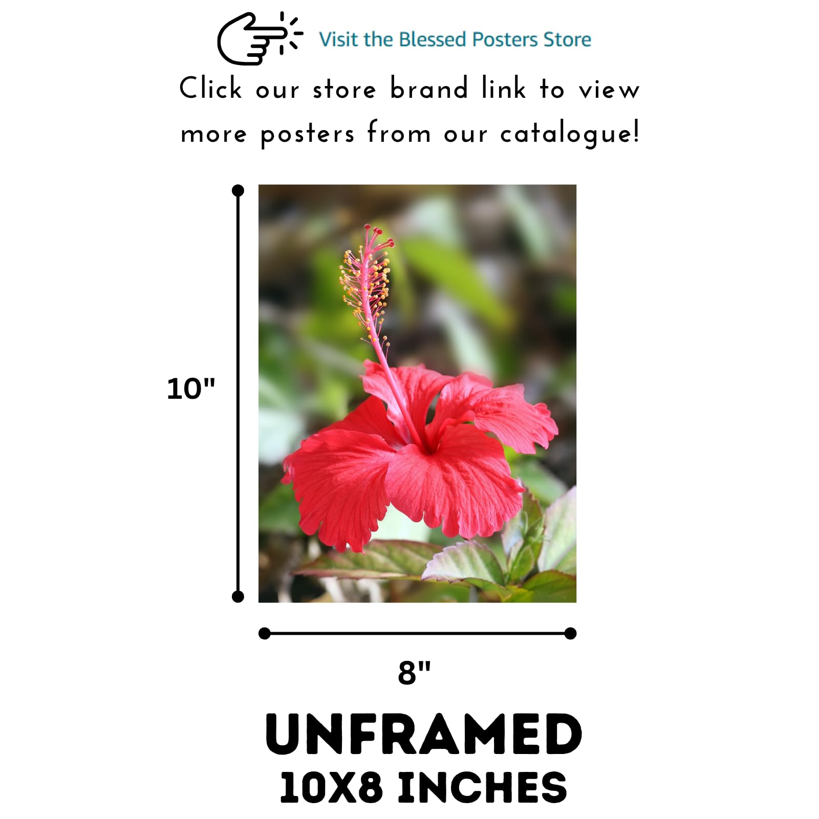 Hibiscus Rosa Poster – Botanical Wall Art for Home Decor, Floral Print Artwork for Living Room, Bedroom, Office, Modern Nature-Inspired Home Wall Art
