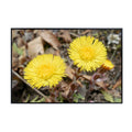 Coltsfoot Botanical Wall Art Poster | Natural Plant Illustration Home Decor Wall Art Print for Living Room, Bedroom & Office