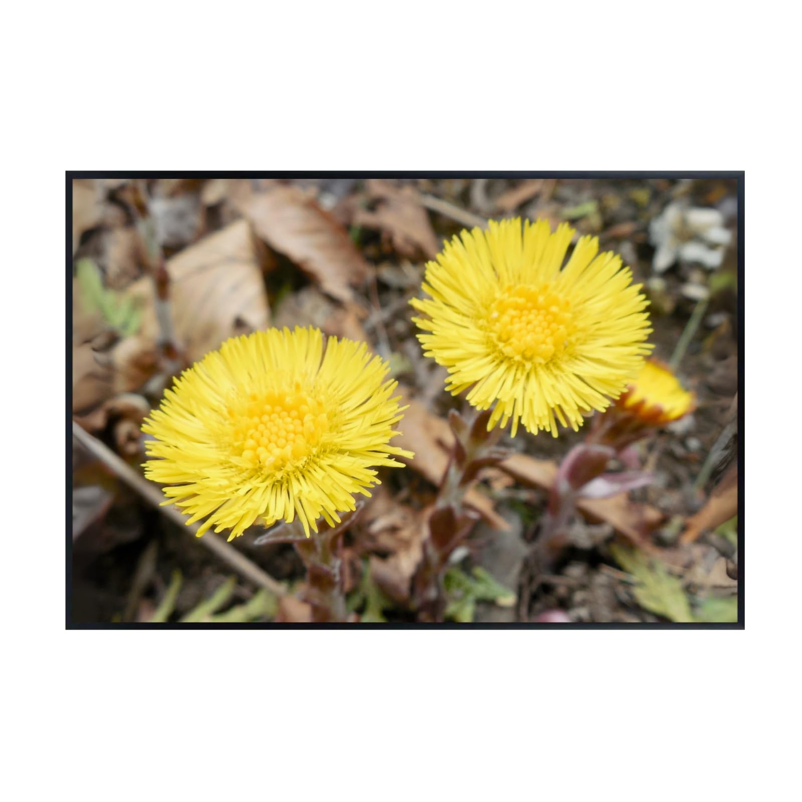 Coltsfoot Botanical Wall Art Poster | Natural Plant Illustration Home Decor Wall Art Print for Living Room, Bedroom & Office