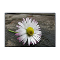 Pink Winged Daisy Wall Art Poster – Floral Home Decor for Bedroom, Living Room, Office, and Nursery – Modern Botanical Print for Nature Lovers