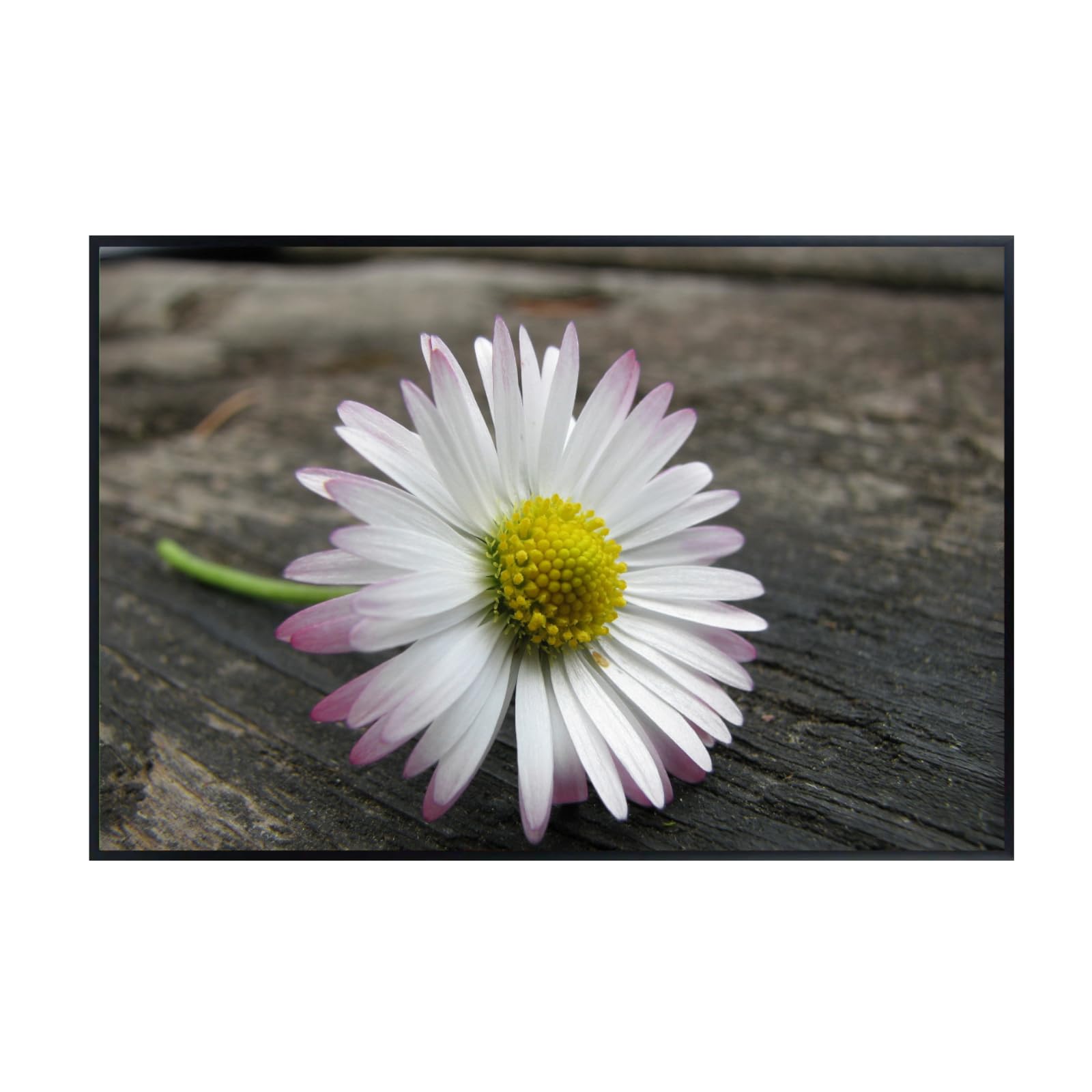 Pink Winged Daisy Wall Art Poster – Floral Home Decor for Bedroom, Living Room, Office, and Nursery – Modern Botanical Print for Nature Lovers