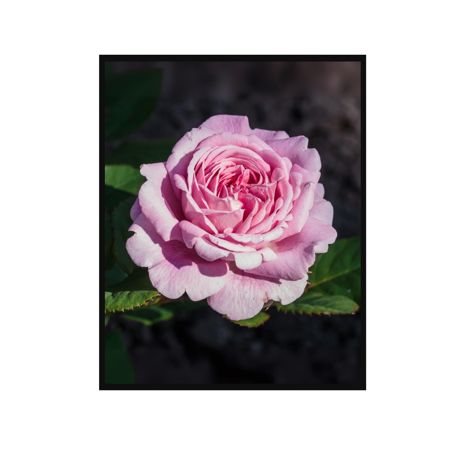 A Shropshire Lad Rose Poster – Peachy Pink Floral Wall Art for Home Decor, Botanical Art Print, Vintage Flower Artwork