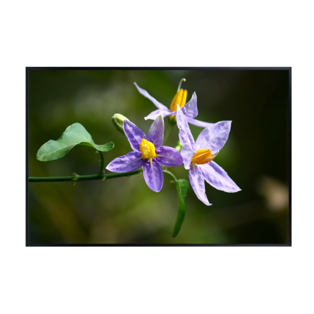 Solanum Trilobatum Poster – Botanical Wall Art Print for Home Decor, Living Room, Bedroom, or Office – Elegant Floral Nature Artwork