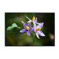 Solanum Trilobatum Poster – Botanical Wall Art Print for Home Decor, Living Room, Bedroom, or Office – Elegant Floral Nature Artwork