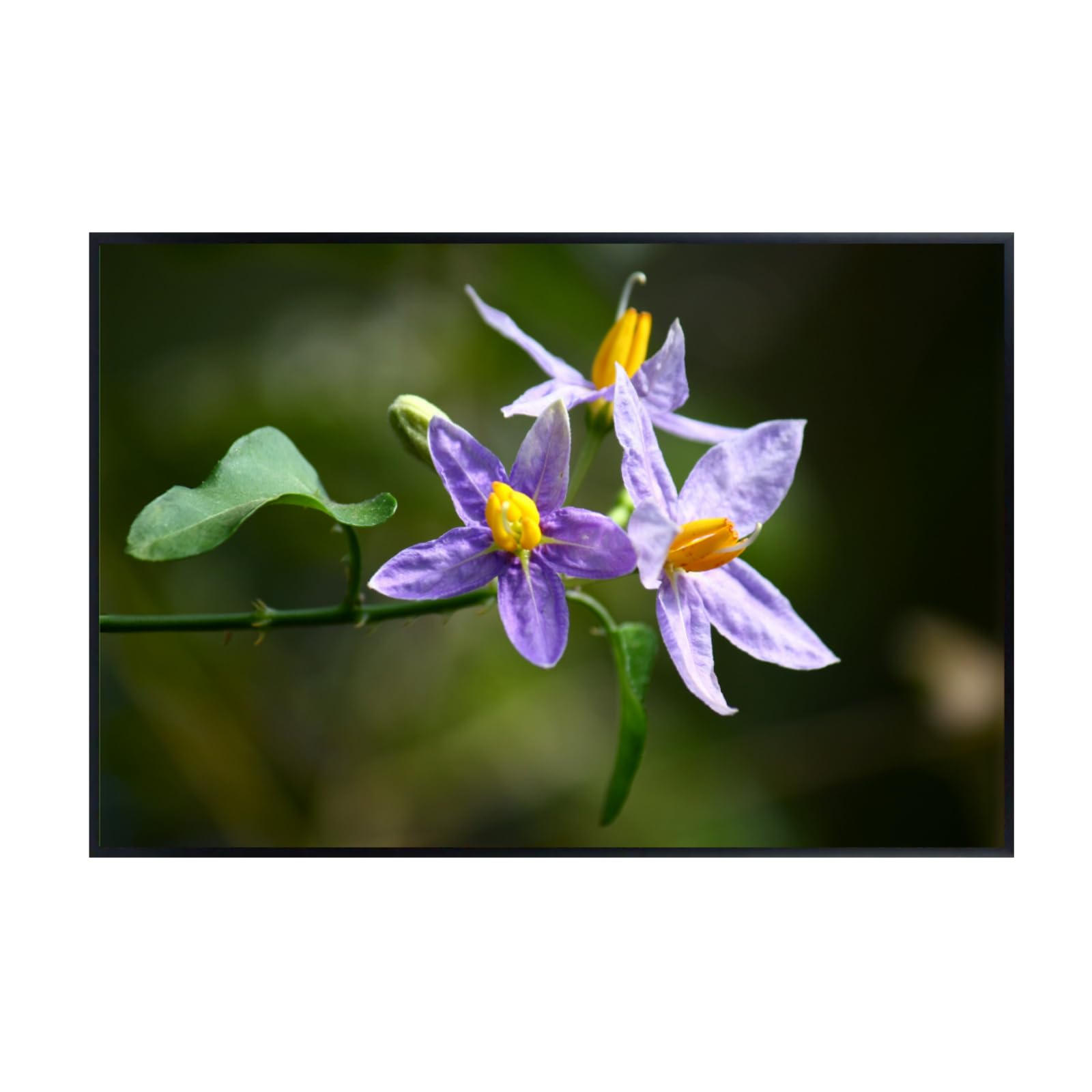 Solanum Trilobatum Poster – Botanical Wall Art Print for Home Decor, Living Room, Bedroom, or Office – Elegant Floral Nature Artwork