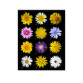 Asteraceae Daisy Botanical Wall Art Poster for Home Decor | Floral Illustration Print for Living Room, Bedroom, Office Decoration