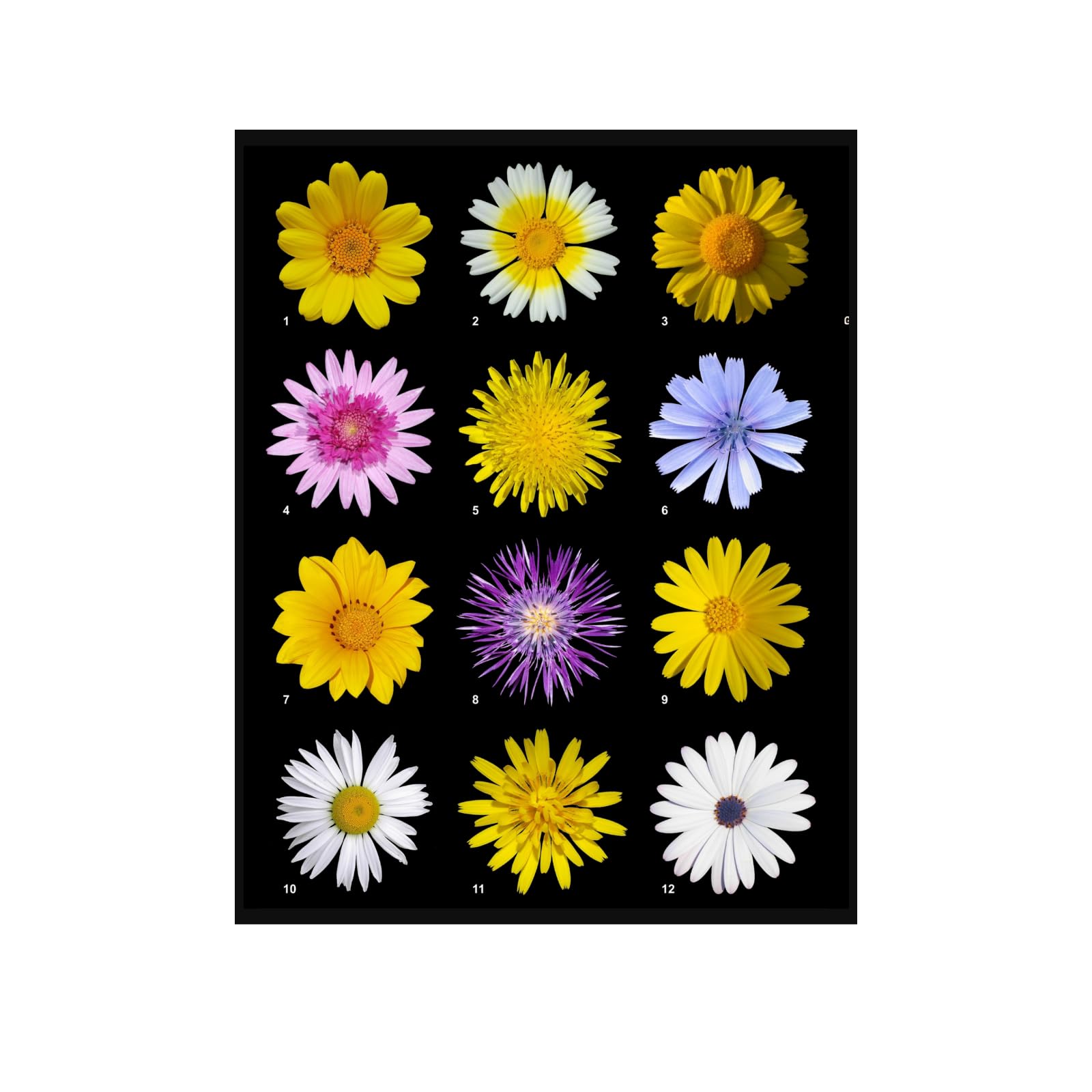 Asteraceae Daisy Botanical Wall Art Poster for Home Decor | Floral Illustration Print for Living Room, Bedroom, Office Decoration