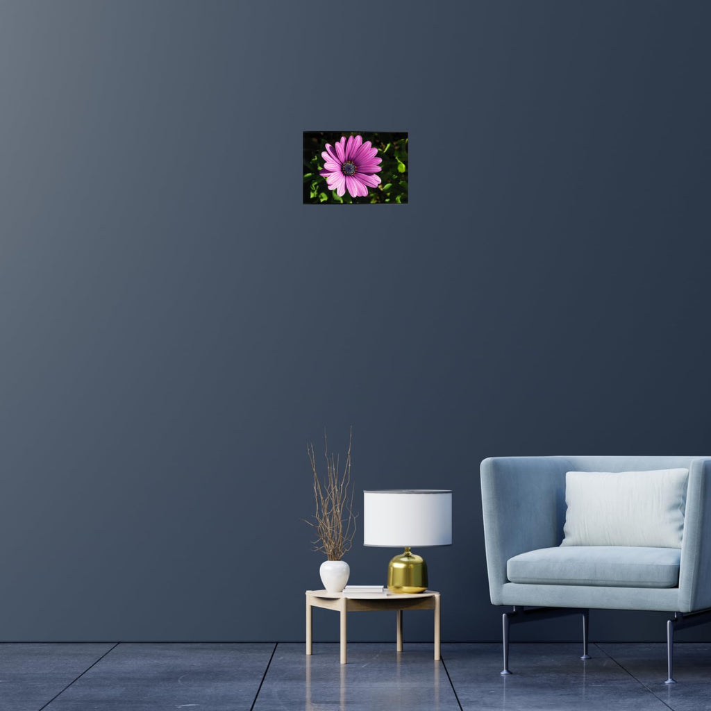 Osteospermum Barberae Wall Art Poster – African Daisy Botanical Print, Elegant Floral Home Decor for Living Room, Bedroom, or Office