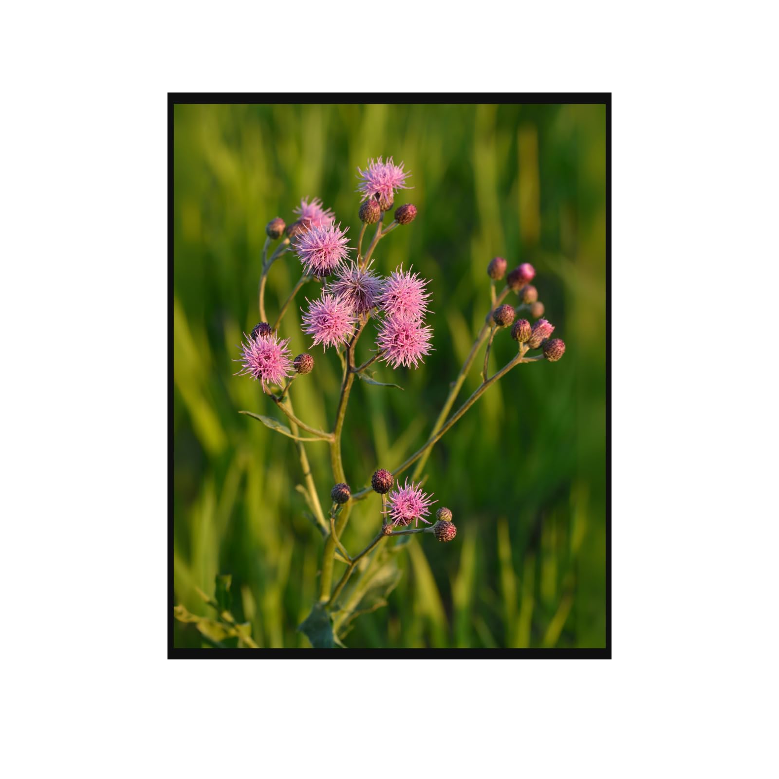 Pink Thistle Wall Art Poster – Botanical Flower Home Decor, Nature Print for Living Room, Bedroom, Office