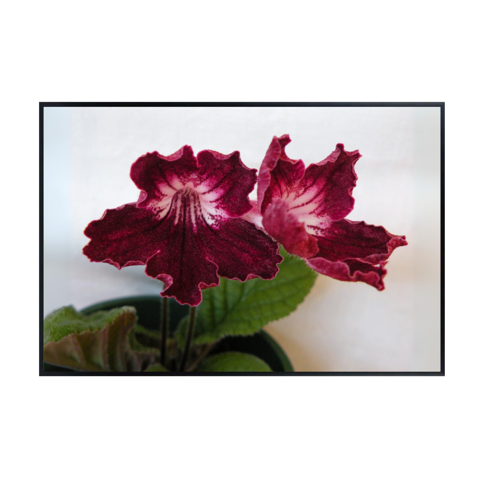 Streptocarpus Red Ladyslippers Flower Poster – Botanical Wall Art Print for Home Decor, Nature-Inspired Floral Artwork for Living Room, Bedroom, or Office Decoration