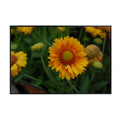 Gaillardia ‘Gallo Peach’ Wall Art Poster – Botanical Flower Print, Vibrant Floral Home Decor for Living Room, Bedroom, or Office