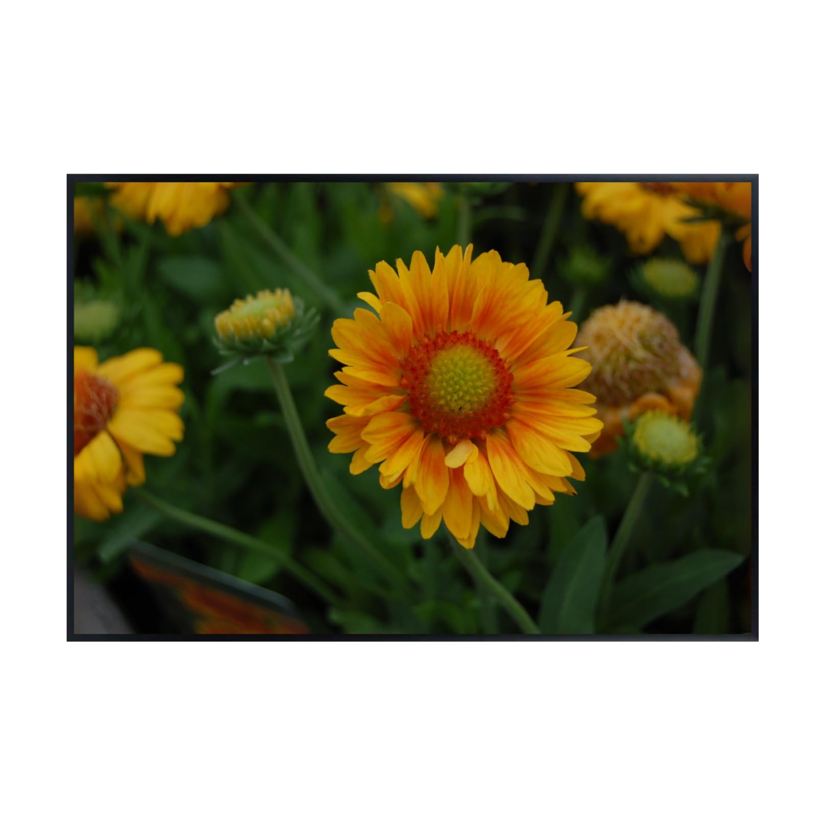Gaillardia ‘Gallo Peach’ Wall Art Poster – Botanical Flower Print, Vibrant Floral Home Decor for Living Room, Bedroom, or Office