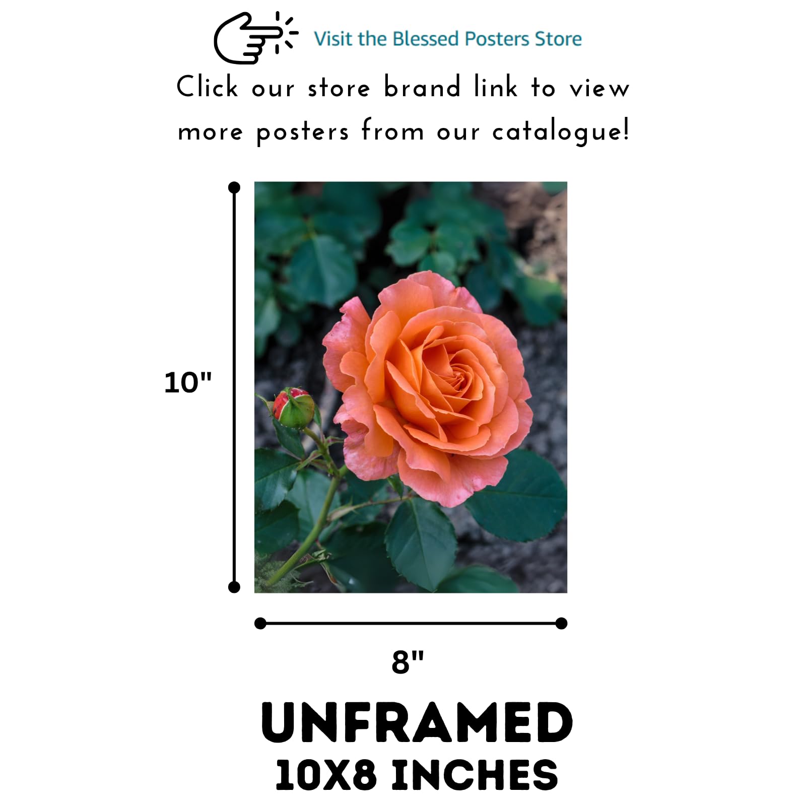 Peach Pink Garden Rose Wall Art Poster – Botanical Floral Print, Romantic Flower Home Decor, Aesthetic Flower Print for Living Room, Bedroom, Office