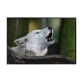 Howling Wolf Artwork – Wildlife Poster Print for Bedroom, Living Room, Office, or Home Décor