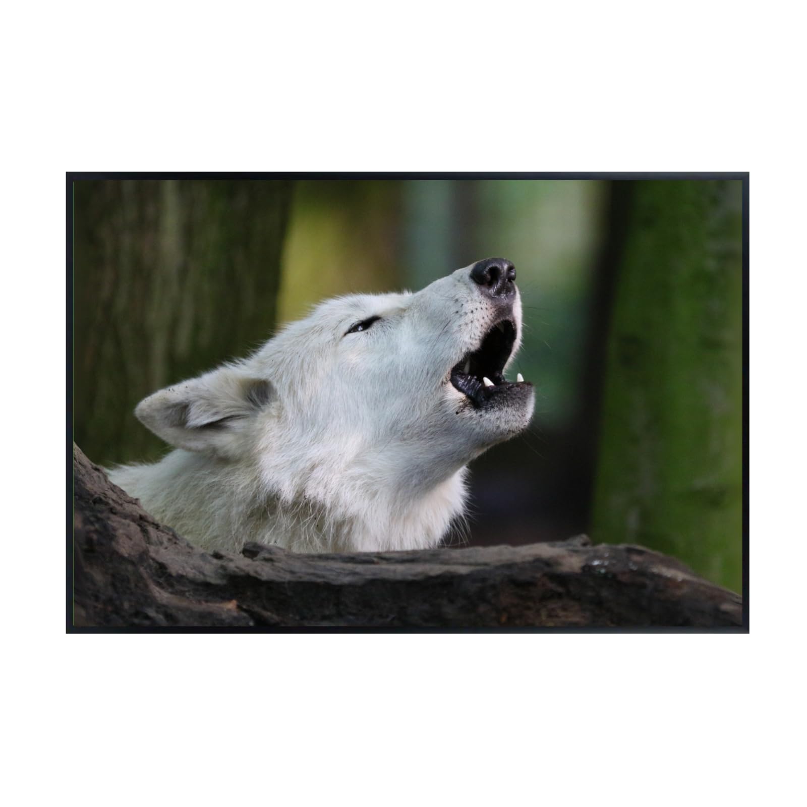 Howling Wolf Artwork – Wildlife Poster Print for Bedroom, Living Room, Office, or Home Décor