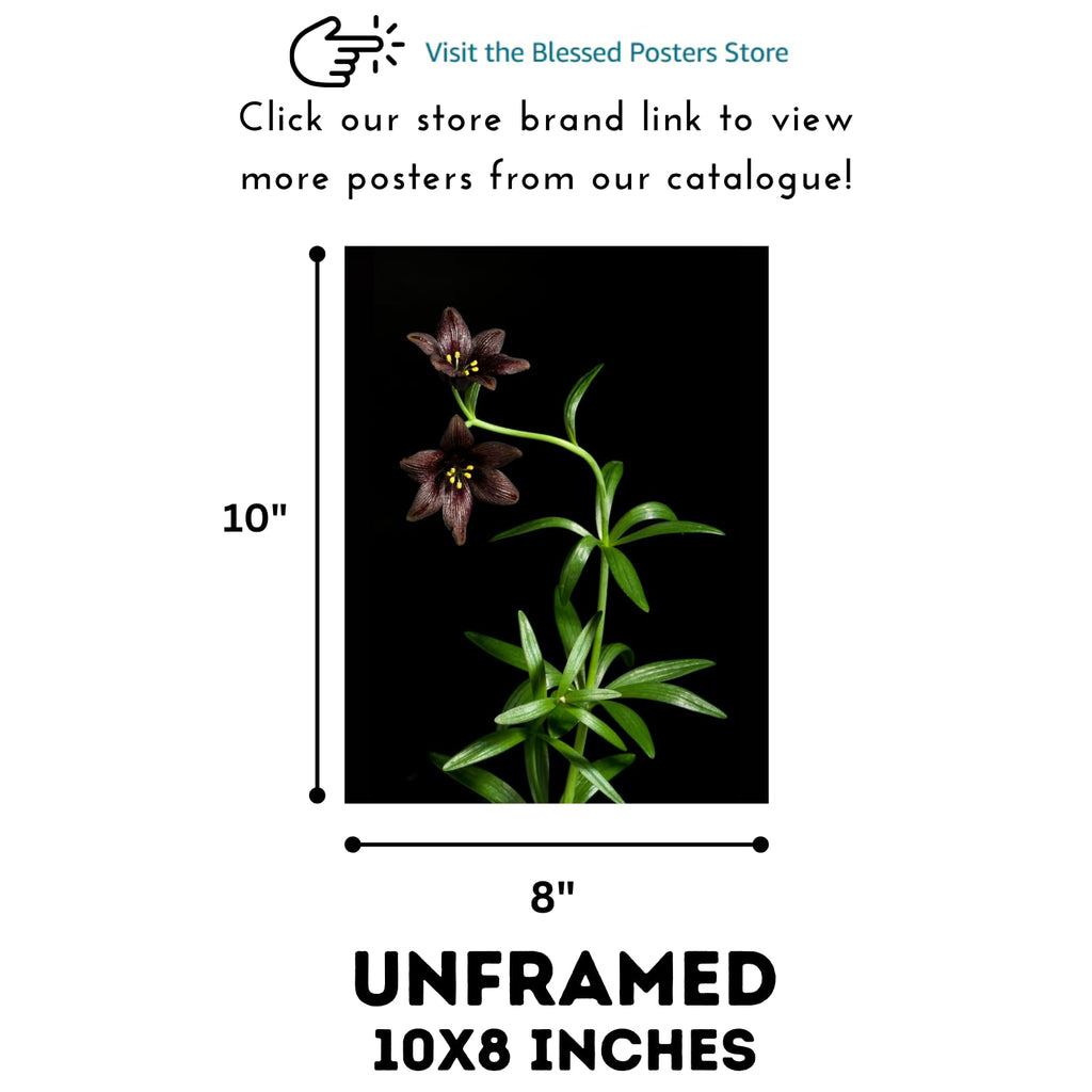 Kamchatka Lily Wall Art Poster – Botanical Fritillaria Camschatcensis Flower Print Home Decor