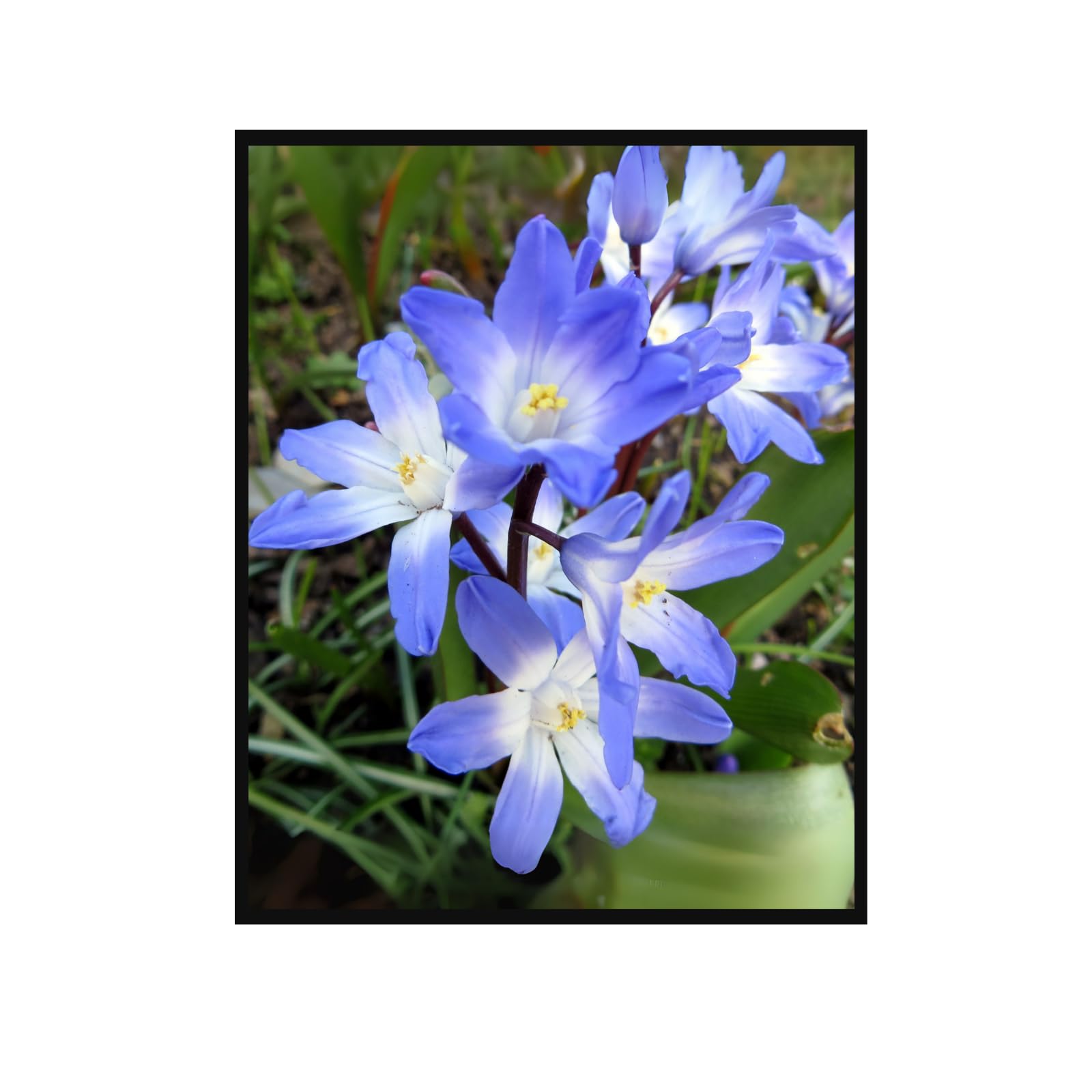 Spring Starflower Botanical Poster – Vintage Flower Illustration Wall Art for Home Decor, Nature-Inspired Botanical Print, Aesthetic Floral Artwork for Living Room, Bedroom & Office