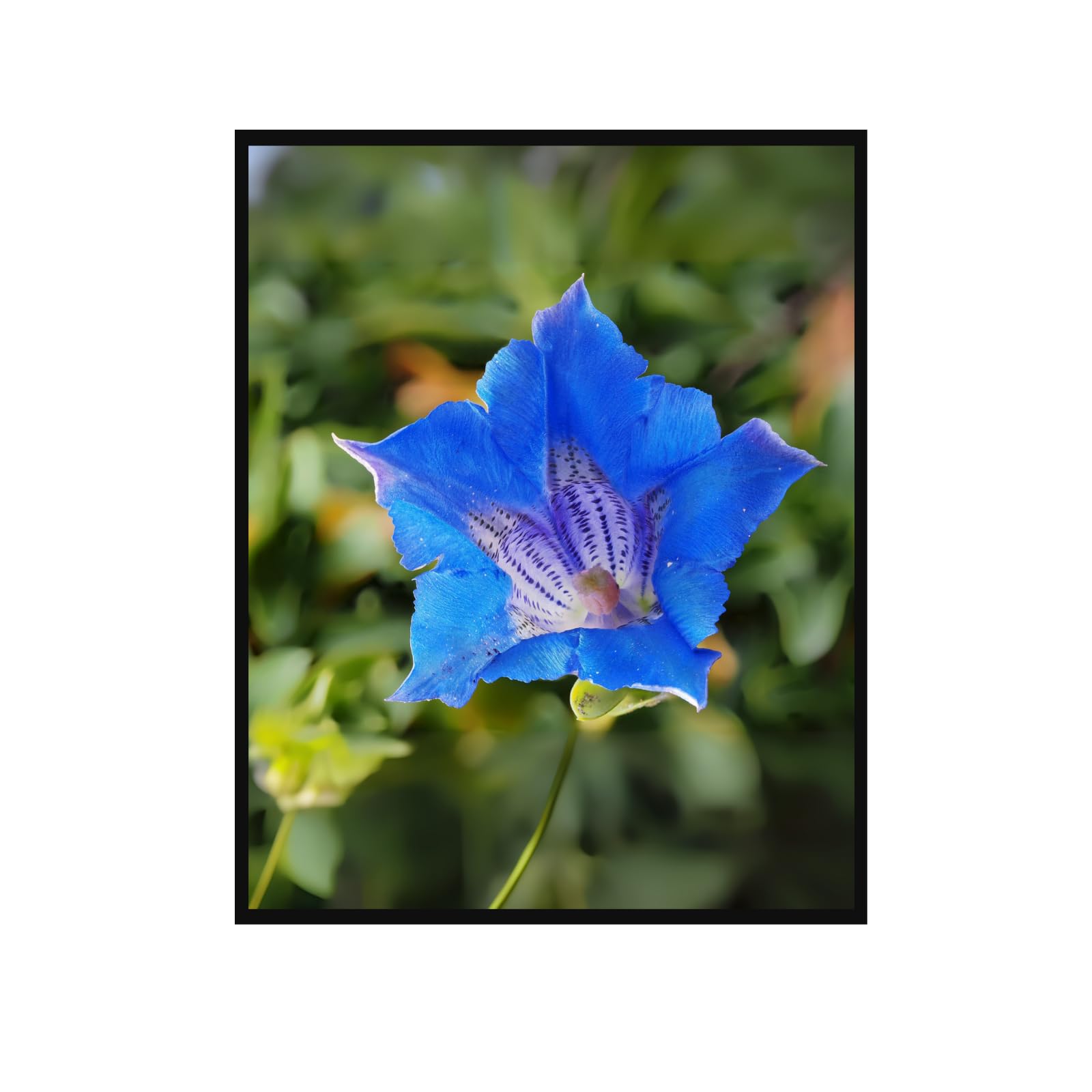 Gentiana Acaulis Botanical Poster – Vintage Flower Wall Art for Home Decor, Nature Illustration Art Print, Botanical Artwork for Living Room, Bedroom, Office