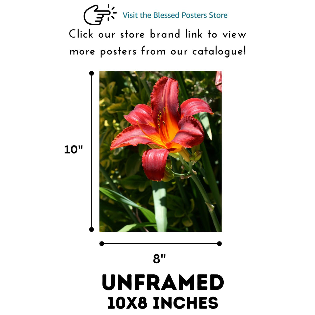 Hemerocallis Flower Poster – Botanical Wall Art for Home Decor, Nature Print for Living Room, Bedroom, Office, Botanical Illustration Art