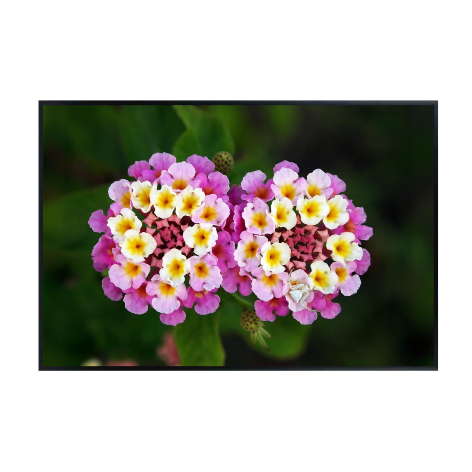 Twin Lantana Wall Art Poster – Botanical Floral Print, Colorful Flower Artwork for Living Room, Bedroom, or Office Home Decor