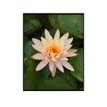 Nymphaea Tetragona Botanical Wall Art Poster – Water Lily Illustration for Home Decor, Floral Print Picture for Living Room